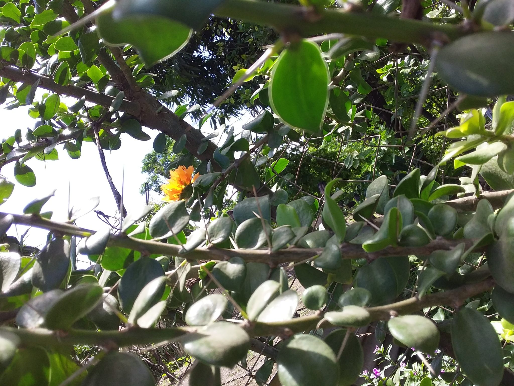 Pereskia lychnidiflora